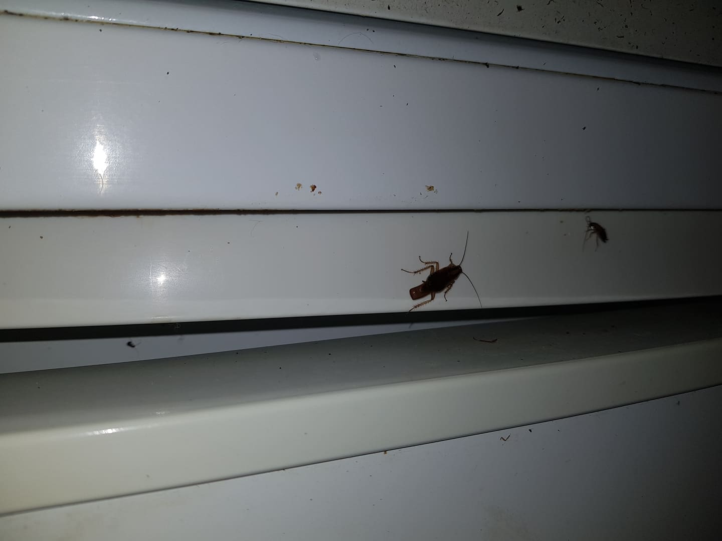 Kakkerlak op de muur