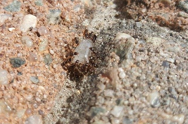 Mieren bij mierengel